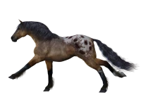 WEBP