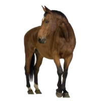 WEBP