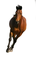 WEBP