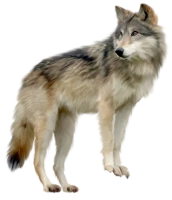 WEBP