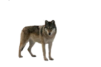 WEBP
