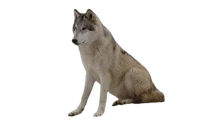 WEBP
