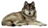 WEBP