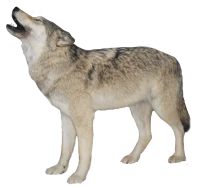 WEBP