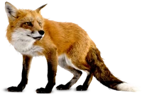 WEBP