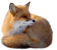 WEBP