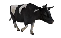 WEBP