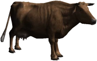 WEBP