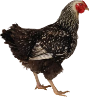 WEBP