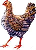 WEBP