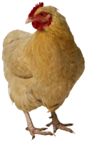 WEBP