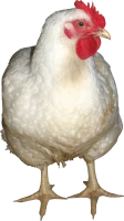 WEBP