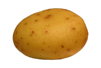 WEBP