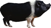 WEBP