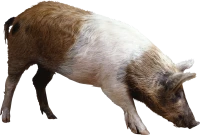 WEBP
