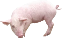 WEBP