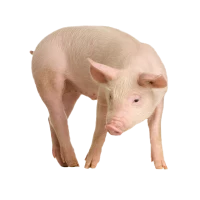 WEBP