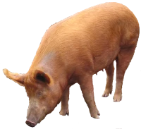 WEBP