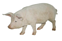 WEBP