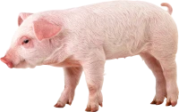 WEBP
