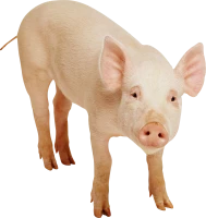 WEBP