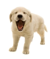 WEBP