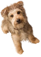 WEBP