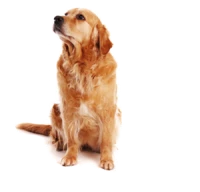 WEBP