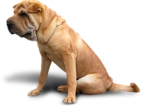 WEBP