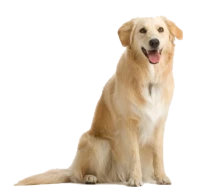 WEBP