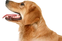WEBP