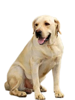 WEBP