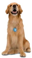 WEBP