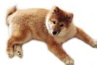 WEBP