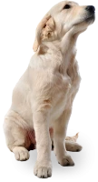 WEBP