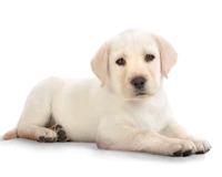 WEBP
