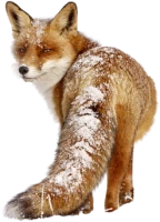 WEBP