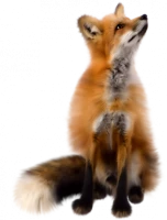 WEBP
