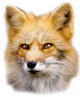 WEBP