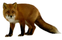 WEBP