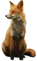 WEBP