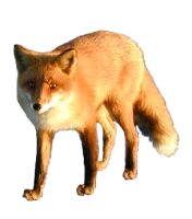 WEBP