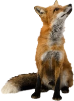 WEBP
