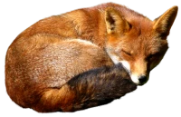 WEBP