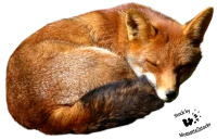 WEBP