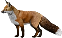 WEBP