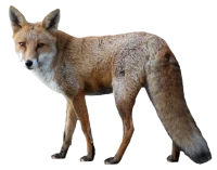 WEBP