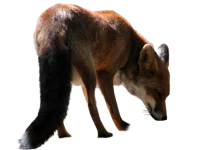 WEBP