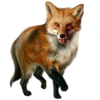 WEBP