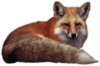 WEBP